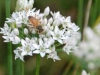 bee on chive