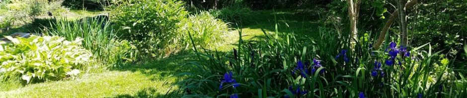 Blue Chicory Garden & Workshop